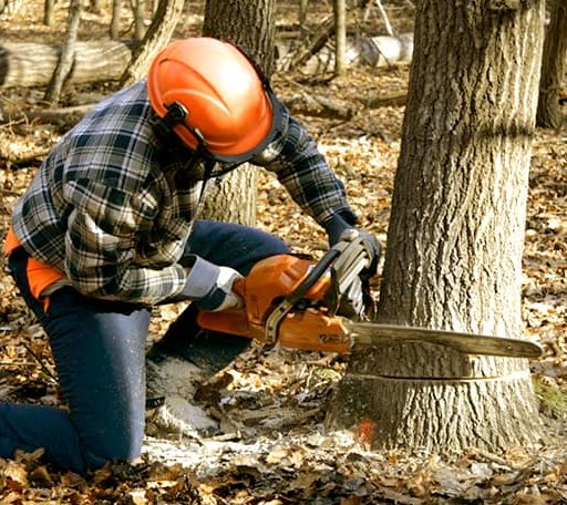 Tree Removal in Bowie, AZ